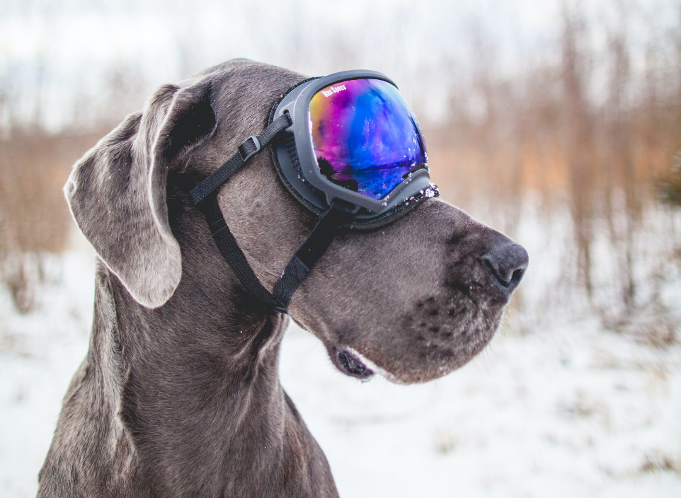 hund-glasogon-plajset